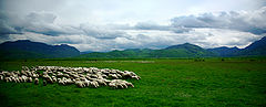 фото "The Carpathians"