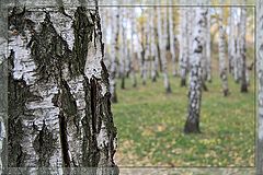 фото "...ушла..."