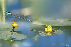 photo "***"