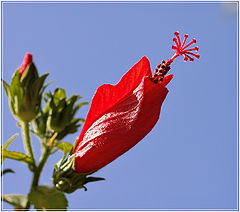 фото "Malvaviscus drummondii  Cпящий гибискус"