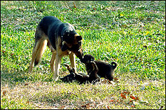 фото "Maternal Love / Материнская любовь"