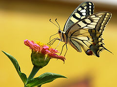 фото "Papilio machaon"