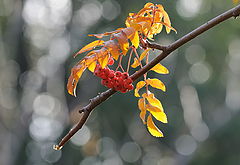 photo "***"