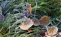 фото "первые заморозки"