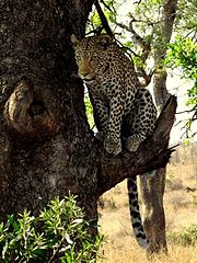фото "Leopard"