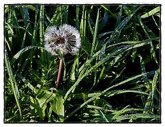 photo "Dandelion in October"