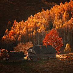 фото "..."