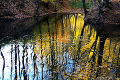 фото "Golden pond / Золотой водоем"