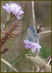 фото "Plebeius icarus"