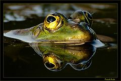 photo "Frog 1"
