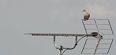 фото "a bird hi-tech"