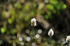 photo "Eriophorum vaginatum 03"