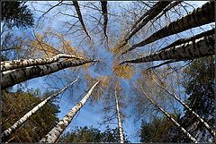 фото "осенний хоровод"