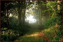 фото "yesterday morning"