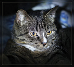 photo "***"