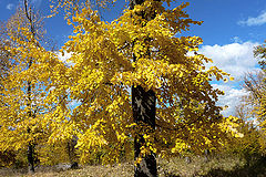 фото "Lime grove / Роща известки"