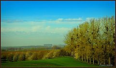 фото "trees full of mistletoe"