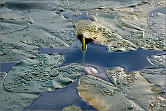 photo "***"