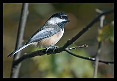 photo "The cheeky Chickadee"