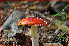 photo "Amanita muscaria02"