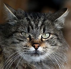 фото "My Cat"