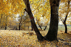 фото "Poplar Grove / Роща тополя"