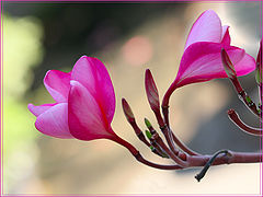 photo "***"