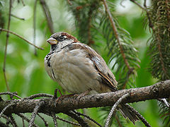 фото "Passer domesticus"