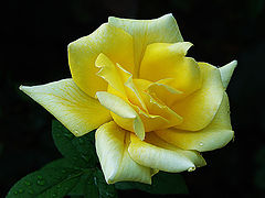 фото "Rose 8"