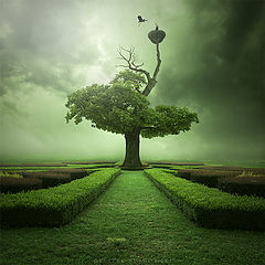 фото "Oak"