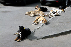 фото "Guard dogs / Собачий страж"