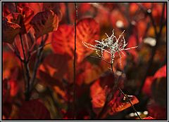 фото "Broken heart"