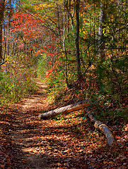 photo "Woodland Path"