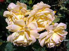 фото "Rose Paradise /"