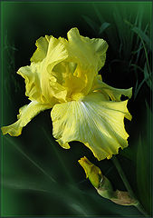 photo "for M. Agarkova"