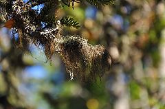 photo "Alectoriaceae or Usneaceae"