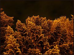 photo "night sight on conifers"