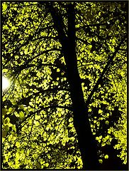 фото "night tree"