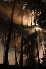 фото "..."