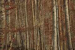 photo "bois"