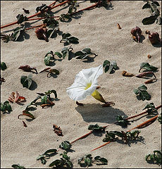 photo "Flowers on the sand.(4)"