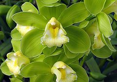 photo "Green Magic."