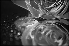 photo "Rose abstract"
