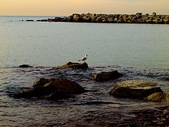 photo "***"