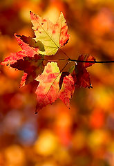 photo "***"