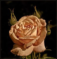 photo "***"