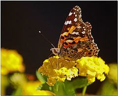 фото "Feeding On Lantana"