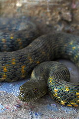 photo "Snake"