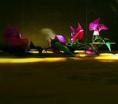 photo "***"