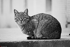 photo "Look At Me"